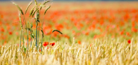 Corsi “Tecniche innovative per l’agricoltura sostenibile” e “Gestire le certificazioni in agricoltura”. Proroga delle iscrizioni