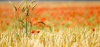 Corsi “Tecniche innovative per l’agricoltura sostenibile” e “Gestire le certificazioni in agricoltura”. Proroga delle iscrizioni