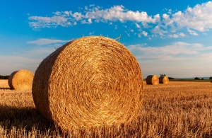 Progetti Green&amp;Blue Economy del GAL Sinis | Nuove opportunità formative gratuite nel campo dell'agricoltura