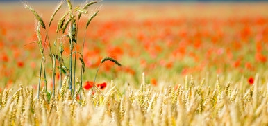 Corsi “Tecniche innovative per l’agricoltura sostenibile” e “Gestire le certificazioni in agricoltura”. Proroga delle iscrizioni