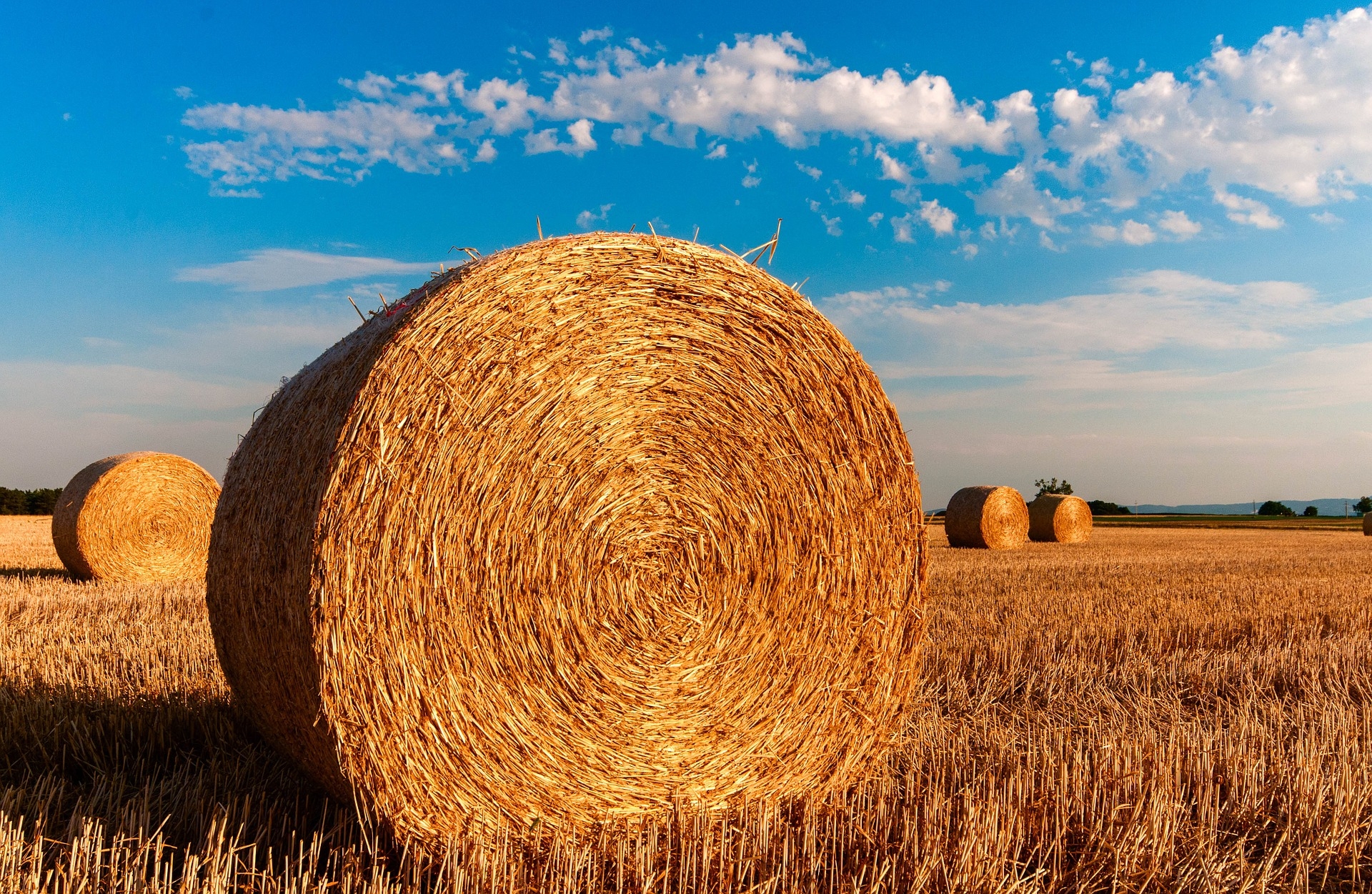 Progetti Green&Blue Economy del GAL Sinis | Nuove opportunità formative gratuite nel campo dell'agricoltura